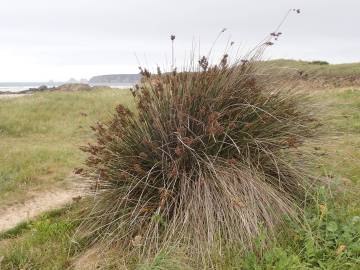 Fotografia da espécie Juncus maritimus