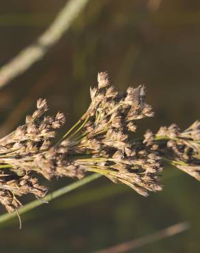 Fotografia 15 da espécie Juncus maritimus no Jardim Botânico UTAD