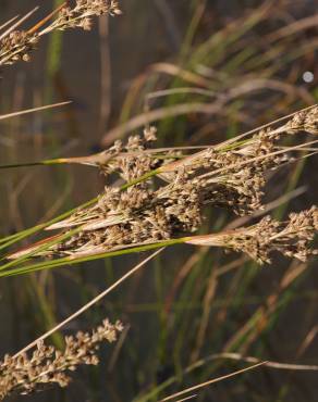 Fotografia 16 da espécie Juncus maritimus no Jardim Botânico UTAD