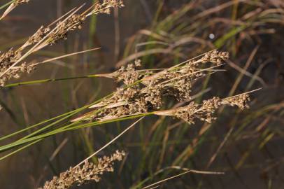 Fotografia da espécie Juncus maritimus