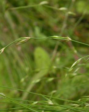 Fotografia 15 da espécie Juncus bufonius no Jardim Botânico UTAD