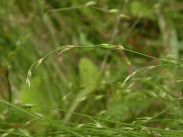 Fotografia da espécie Juncus bufonius