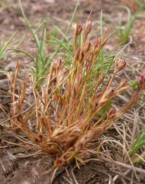 Fotografia 16 da espécie Juncus bufonius no Jardim Botânico UTAD