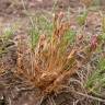 Fotografia 16 da espécie Juncus bufonius do Jardim Botânico UTAD