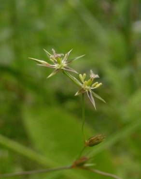 Fotografia 17 da espécie Juncus bufonius no Jardim Botânico UTAD