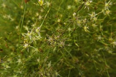 Fotografia da espécie Juncus bufonius