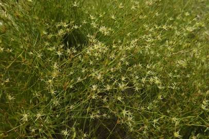 Fotografia da espécie Juncus bufonius