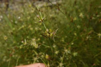 Fotografia da espécie Juncus bufonius