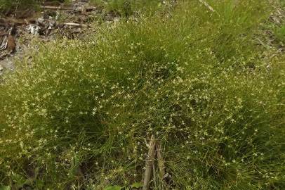 Fotografia da espécie Juncus bufonius