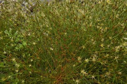 Fotografia da espécie Juncus bufonius