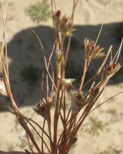 Fotografia da espécie Juncus bufonius