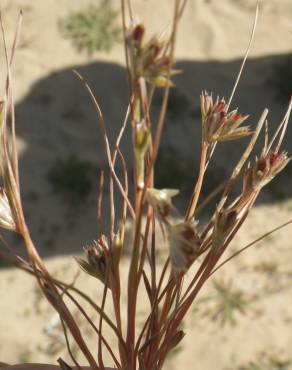 Fotografia 1 da espécie Juncus bufonius no Jardim Botânico UTAD