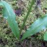 Fotografia 3 da espécie Platanthera bifolia do Jardim Botânico UTAD