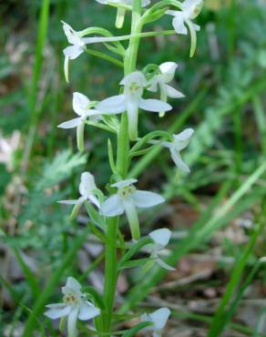 Fotografia 4 da espécie Platanthera bifolia no Jardim Botânico UTAD