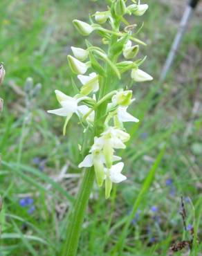 Fotografia 5 da espécie Platanthera bifolia no Jardim Botânico UTAD