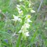 Fotografia 5 da espécie Platanthera bifolia do Jardim Botânico UTAD