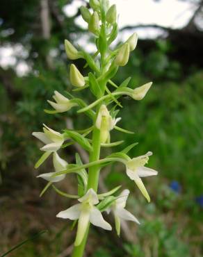 Fotografia 1 da espécie Platanthera bifolia no Jardim Botânico UTAD