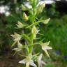 Fotografia 1 da espécie Platanthera bifolia do Jardim Botânico UTAD