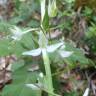 Fotografia 6 da espécie Platanthera bifolia do Jardim Botânico UTAD