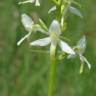 Fotografia 7 da espécie Platanthera bifolia do Jardim Botânico UTAD