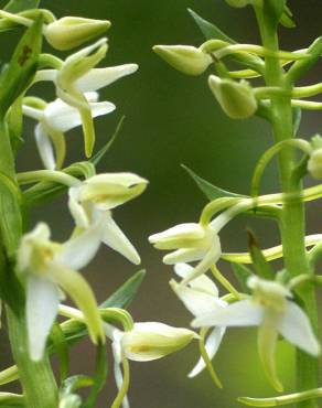 Fotografia 11 da espécie Platanthera bifolia no Jardim Botânico UTAD