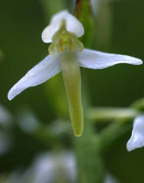 Fotografia 12 da espécie Platanthera bifolia no Jardim Botânico UTAD