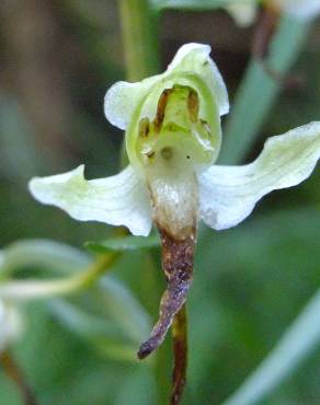 Fotografia 13 da espécie Platanthera bifolia no Jardim Botânico UTAD