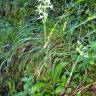 Fotografia 14 da espécie Platanthera bifolia do Jardim Botânico UTAD