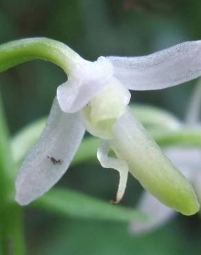 Fotografia 15 da espécie Platanthera bifolia no Jardim Botânico UTAD