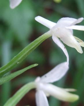 Fotografia 16 da espécie Platanthera bifolia no Jardim Botânico UTAD