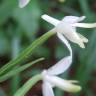 Fotografia 16 da espécie Platanthera bifolia do Jardim Botânico UTAD