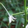 Fotografia 17 da espécie Platanthera bifolia do Jardim Botânico UTAD