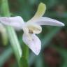 Fotografia 19 da espécie Platanthera bifolia do Jardim Botânico UTAD