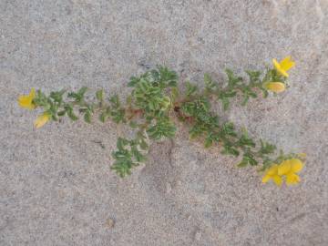 Fotografia da espécie Ononis variegata