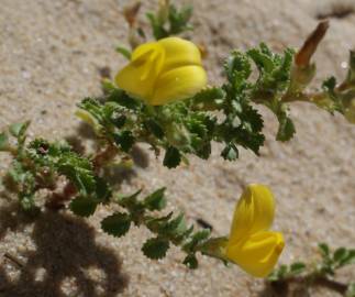 Fotografia da espécie Ononis variegata