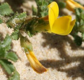 Fotografia da espécie Ononis variegata