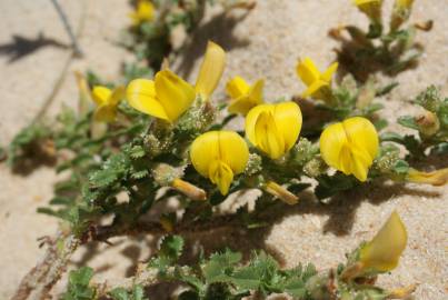 Fotografia da espécie Ononis variegata