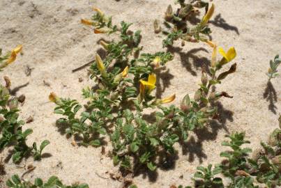 Fotografia da espécie Ononis variegata