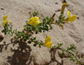 Fotografia da espécie Ononis variegata