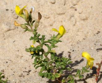 Fotografia da espécie Ononis variegata