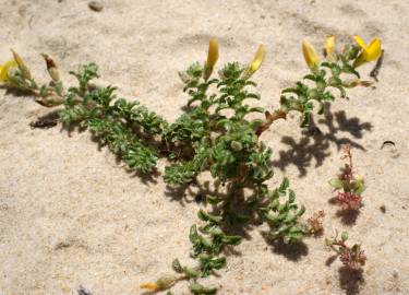 Fotografia da espécie Ononis variegata