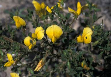 Fotografia da espécie Ononis variegata