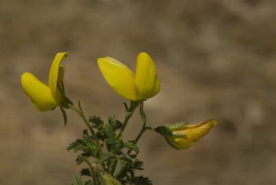 Fotografia da espécie Ononis variegata