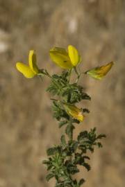 Fotografia da espécie Ononis variegata