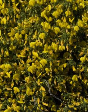 Fotografia 22 da espécie Ononis variegata no Jardim Botânico UTAD