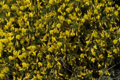 Fotografia da espécie Ononis variegata