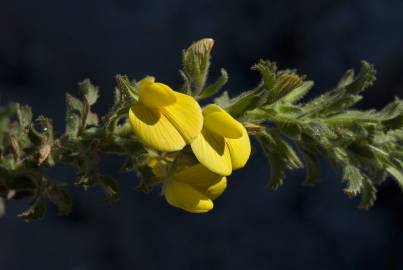 Fotografia da espécie Ononis variegata