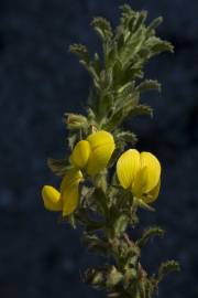 Fotografia da espécie Ononis variegata