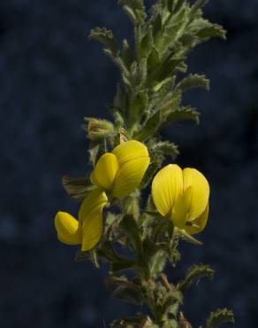 Fotografia 25 da espécie Ononis variegata no Jardim Botânico UTAD