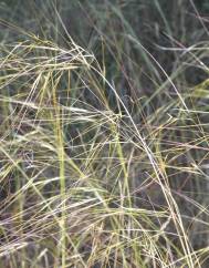 Stipa lagascae